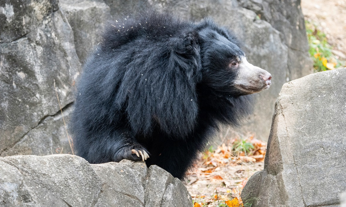 Abilene Zoo